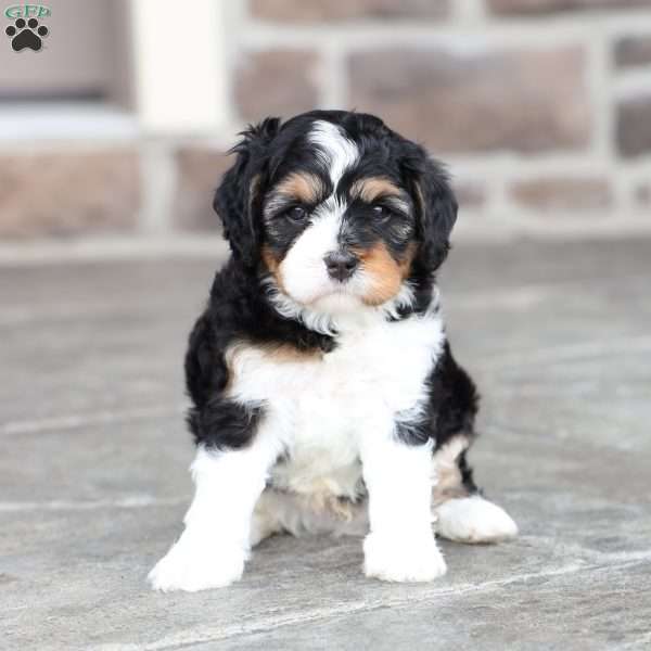 Kodi, Cavapoo Puppy